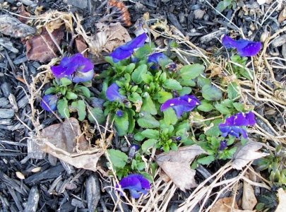 pansies2.jpg