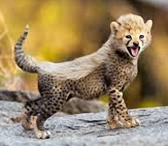 Cheetah Cub.jpg Cheetah Cub.jpg
