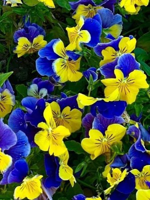 flowers040622.jpg