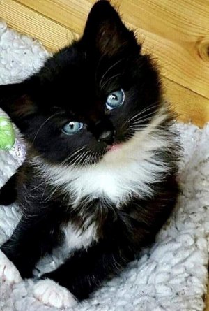 cool cat kitten 4 fb sm.jpg