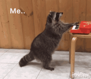 me-raccoon.gif