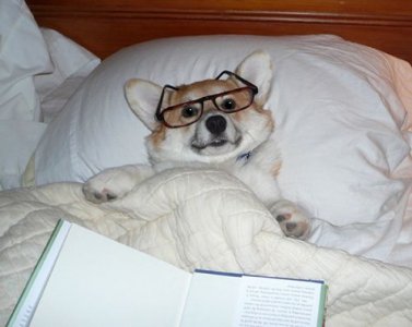22 Puppies That Love Reading.jpeg