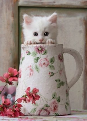 peekaboo0.jpg