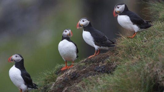 puffins.jpg