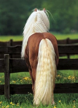 tumblr_o41ycsWSKX1tti75fo1_500.jpg