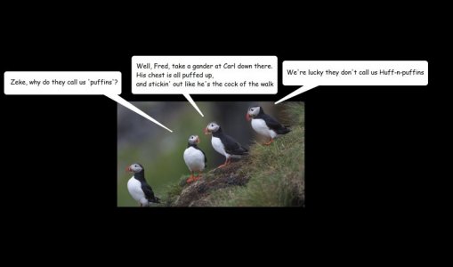 puffins 2.jpg