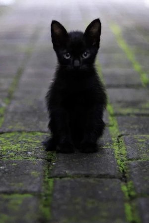 tumblr_6571afaea35a914856fa082c4427643b_e622483c_500.jpg