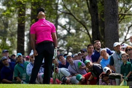 tiger.jpg