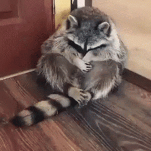 racoon-shy.gif