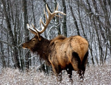 elk.jpg