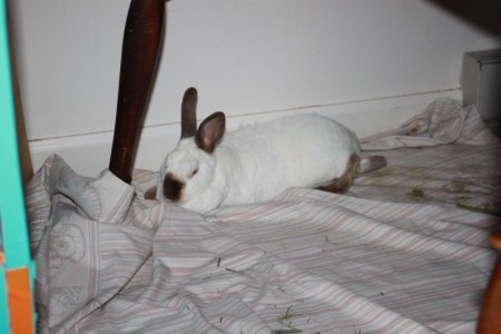 bunny.JPG