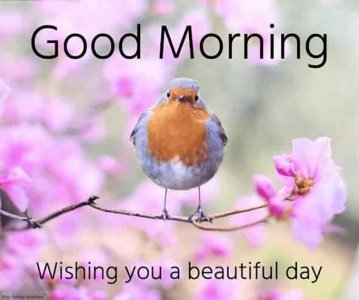 good-morning-images-have-a-beautiful-day-11617256957bfib9dixcl.jpg