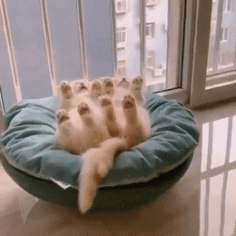 ElaborateDisfiguredCockatoo-max-1mb.gif