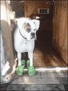 boxer-dog.gif
