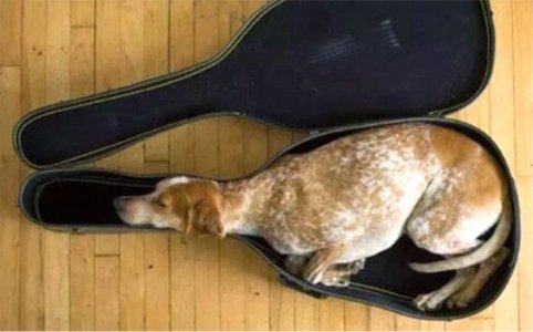 dogguitarcase.jpg