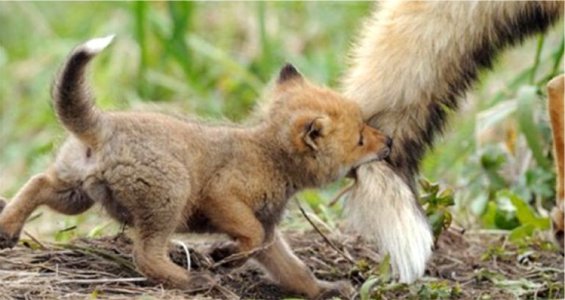 foxtail.jpg