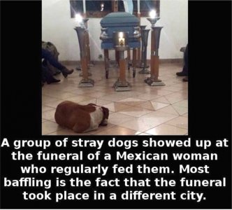 dogsfuneral.jpg