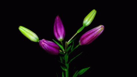 045ee510ec25cc5562f46c9375f9a3a6.gif