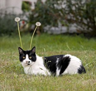 cat 4 T caturday.jpg