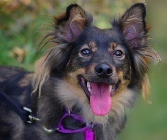 Foxy - Adoption photo.jpg