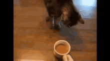 is-coffee-bad-for-cats.gif