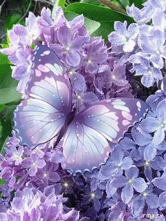 purple-flowers.gif