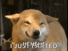 dog-fart.gif