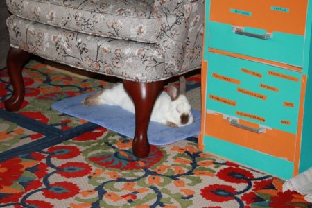bunnys_chair.JPG