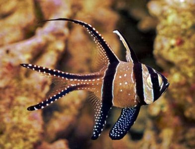 banggai-cardinalfish-for-sale.jpg