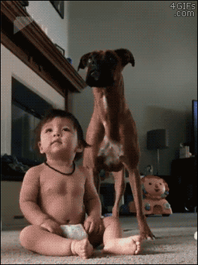 Boxer-baby-pop-bubbles.gif