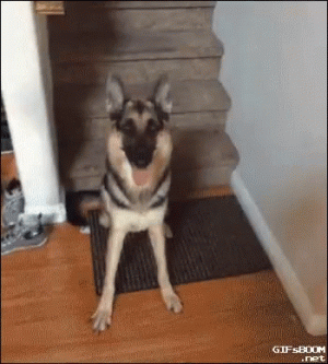 dog-throw-the-ball.gif