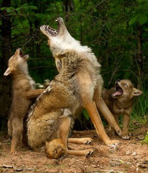 Howling-Coyotes.jpg
