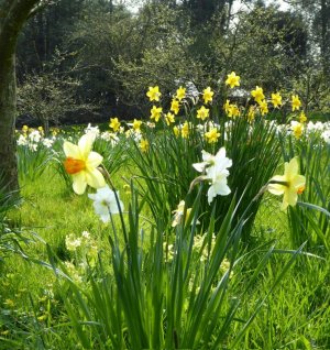 follow daffs.jpg