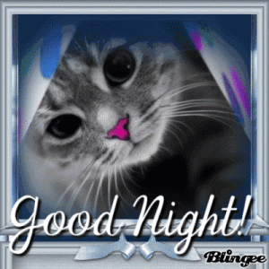 362786-Sweet-Kitten-Good-Night-Gifs.gif