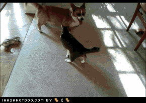 goggie-gif-barrel-roll.gif