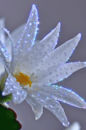 beautiful-opening-flower-gif-4.gif