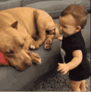dog-kiss.gif