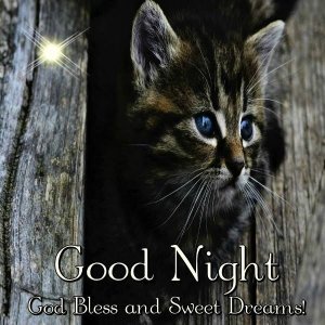 352736-Kitten-Good-Night-Quote.jpg