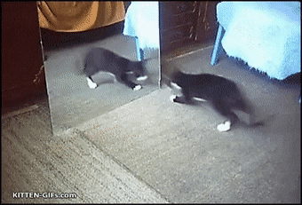 ImaginaryAnotherCrustacean-max-1mb.gif