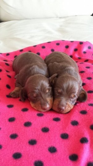 Miniature Doxies.jpeg