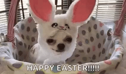 0.gif