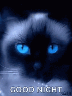 good-night-cat.gif