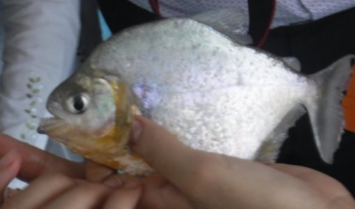 Amazon River2.jpg Amazon River2.jpg