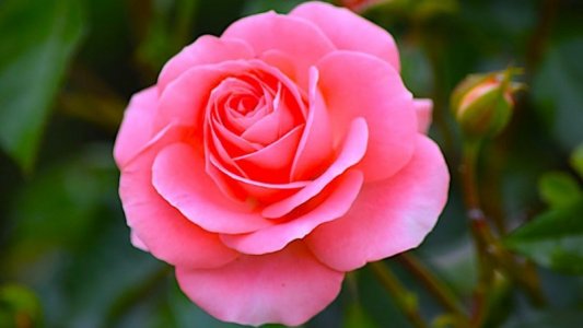 perfect pink rose.jpg