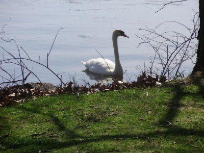 swan at bank.jpg