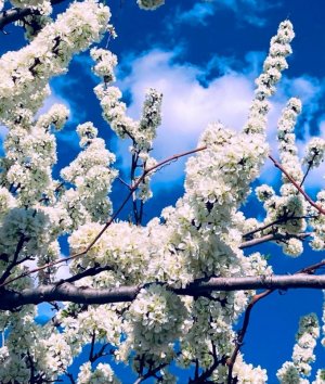 floral tree bloom.jpg
