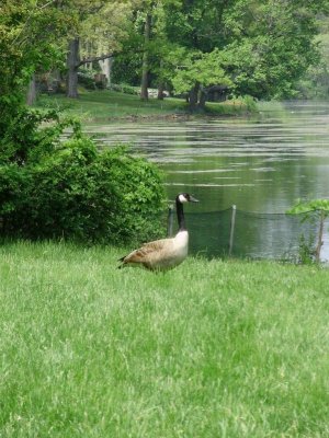 canadian goose pond.jpg