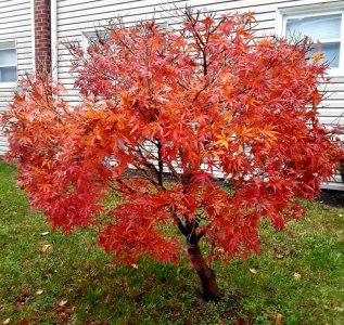 Red Leaves Courtyard.jpg