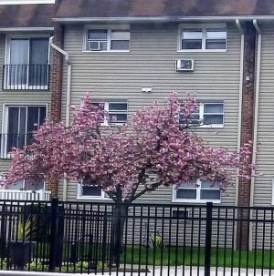 Courtyard Cherry Blossom.jpeg