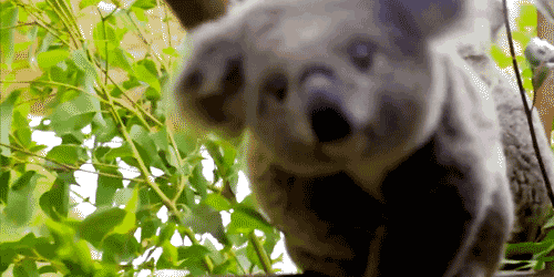 tumblr_nz0accJXMw1uhbzp5o1_500.gif